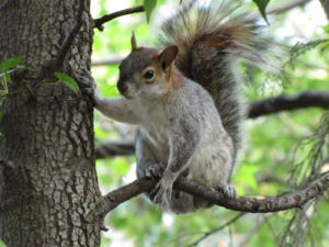 Squirrel Image 